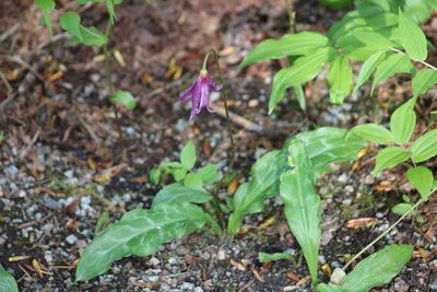 Erythronium revolutum, photographed by Jackson Kusack