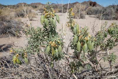 Cleomella arborea, photographed by Tim Messick