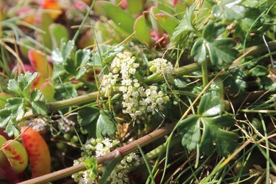 Apium prostratum, photographed by Joe Dillon