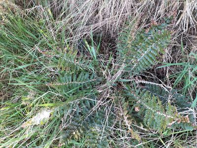 Polystichum vestitum, photographed by naturewatchwidow