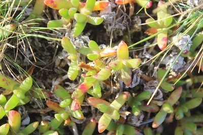 Disphyma australe, photographed by Joe Dillon