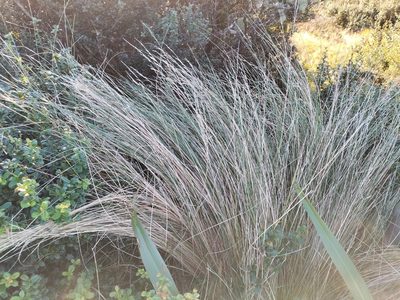 Poa cita, photographed by naturewatchwidow