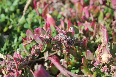 Atriplex prostrata, photographed by Joe Dillon