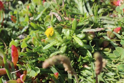 Senecio lautus, photographed by Joe Dillon