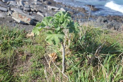 Malva arborea, photographed by Joe Dillon