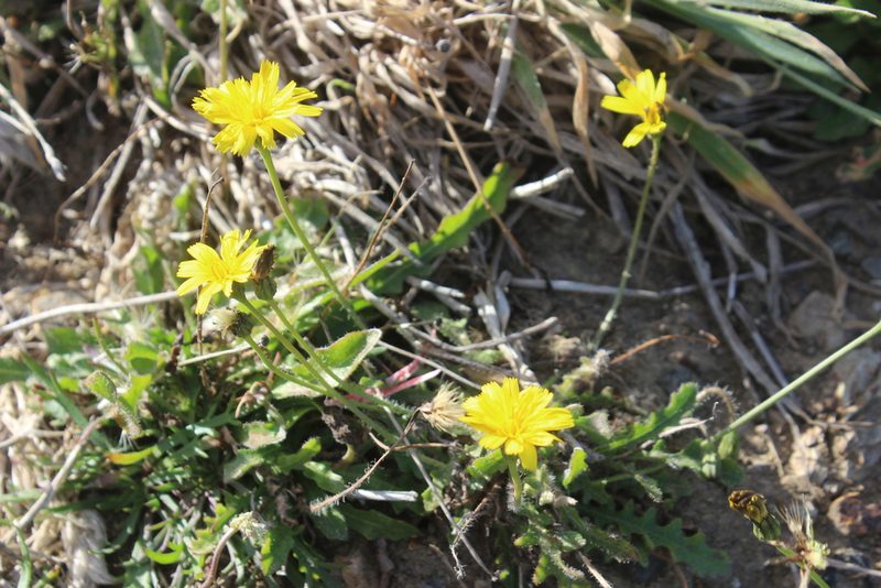 Leontodon saxatilis, photographed by Joe Dillon