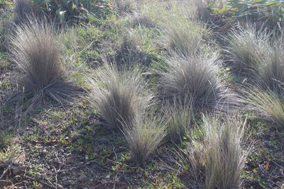 Poa cita, photographed by Joe Dillon