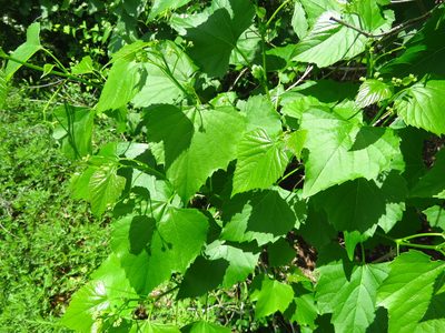 Ampelopsis cordata, photographed by Annika Lindqvist