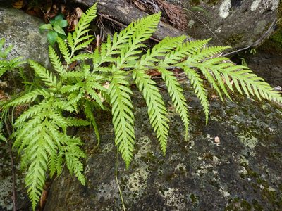 Pteris berteroana, photographed by Patricio Novoa
