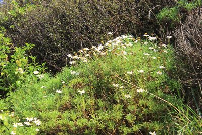 Argyranthemum frutescens, photographed by Joe Dillon