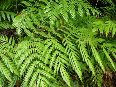 Pteris berteroana, photographed by Patricio Novoa