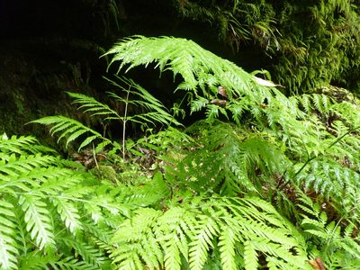 Pteris berteroana, photographed by Patricio Novoa