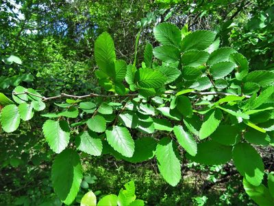 Ulmus crassifolia, photographed by Annika Lindqvist