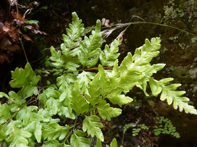 Rumohra berteroana, photographed by Patricio Novoa