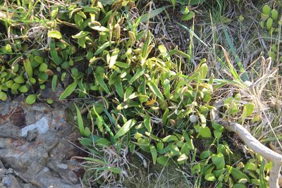 Pyrrosia eleagnifolia, photographed by Joe Dillon