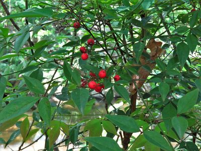 Nandina domestica, photographed by Annika Lindqvist