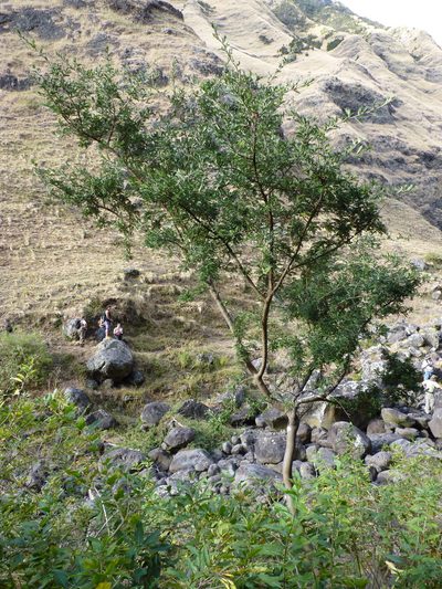 Sophora masafuerana, photographed by Patricio Novoa