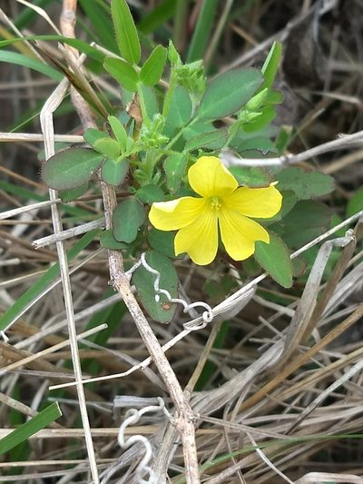 Oxalis frutescens, photographed by Juan Carlos Pérez Magaña