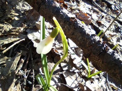 Galanthus nivalis, photographed by Valentin Kosterin