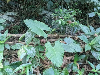 Alocasia odora, photographed by Chen Jia Hong