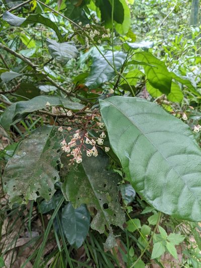 Sterculia monosperma, photographed by Chen Jia Hong