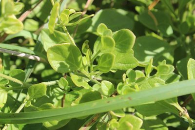 Salpichroa origanifolia, photographed by Joe Dillon