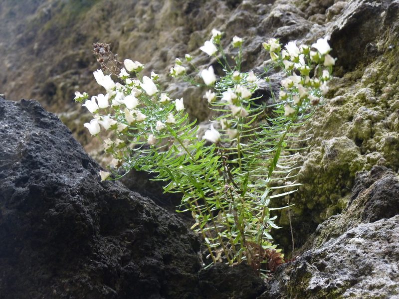 Wahlenbergia masafuerae, photographed by Patricio Novoa