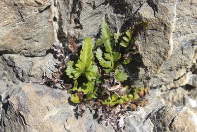 Asplenium appendiculatum, photographed by Joe Dillon