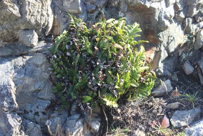 Asplenium appendiculatum, photographed by Joe Dillon