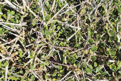Melicytus crassifolius, photographed by Joe Dillon