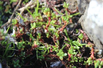 Crassula moschata, photographed by Joe Dillon