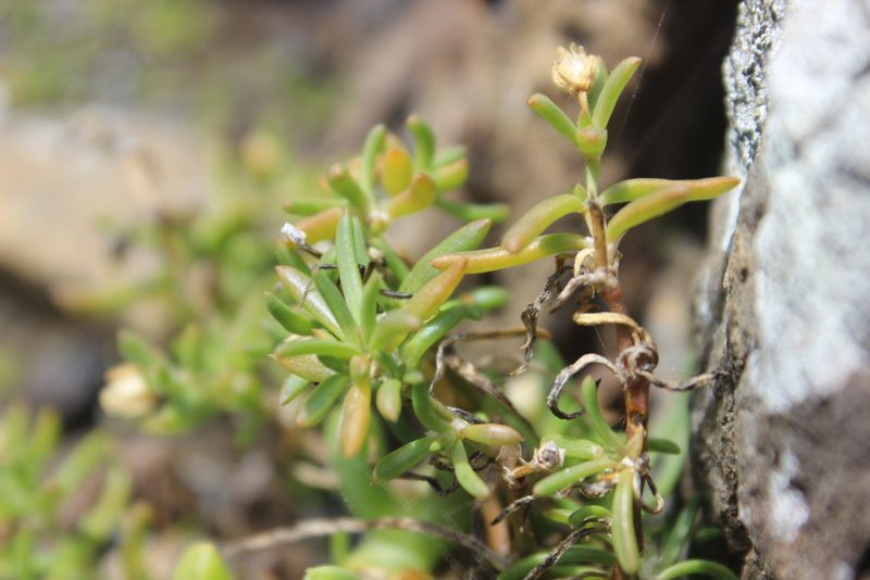 Spergularia media, photographed by Joe Dillon
