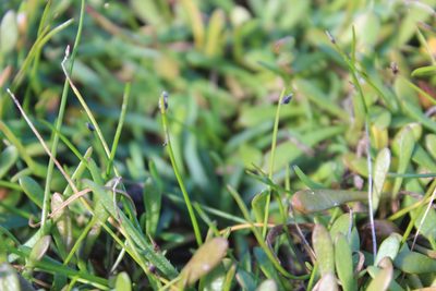 Isolepis cernua, photographed by Joe Dillon