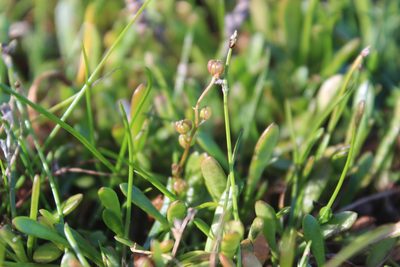 Triglochin striata, photographed by Joe Dillon