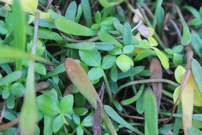 Ranunculus acaulis, photographed by Joe Dillon