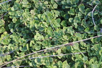 Crassula multicava, photographed by Joe Dillon