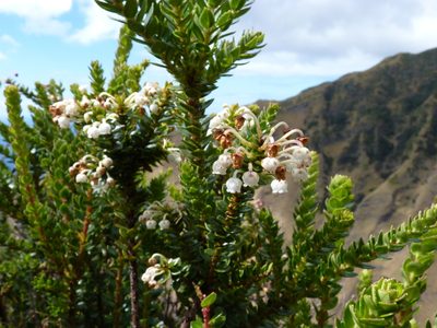 Gaultheria racemulosa, photographed by Patricio Novoa