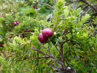 Gaultheria racemulosa, photographed by Patricio Novoa