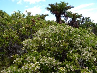 Gaultheria racemulosa, photographed by Patricio Novoa
