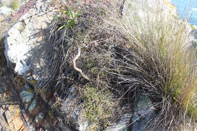 Coprosma propinqua, photographed by Joe Dillon