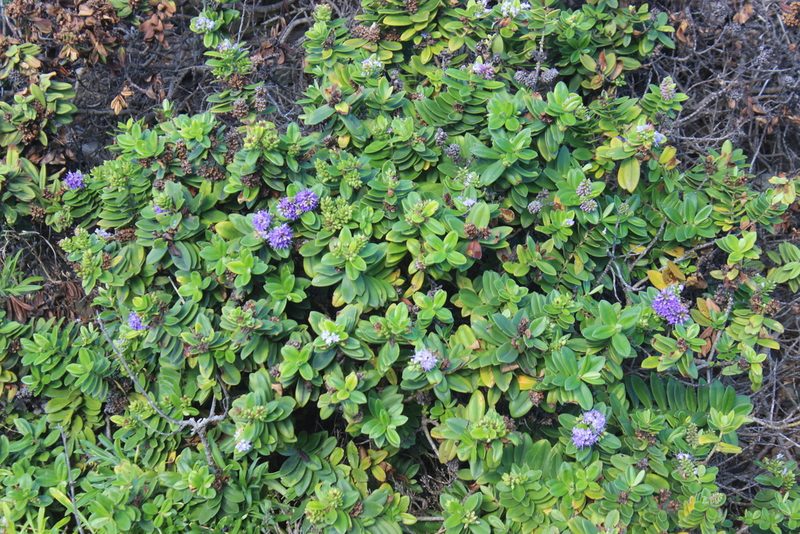 Veronica speciosa, photographed by Joe Dillon