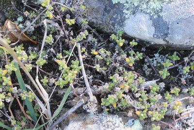 Drosanthemum floribundum, photographed by Joe Dillon