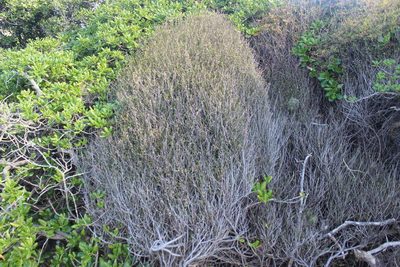 Plagianthus divaricatus, photographed by Joe Dillon