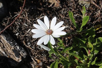 Dimorphotheca fruticosa, photographed by Joe Dillon