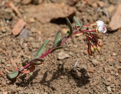 Eremothera boothii, photographed by Pinnacles National Park