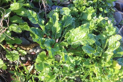Beta vulgaris, photographed by Joe Dillon