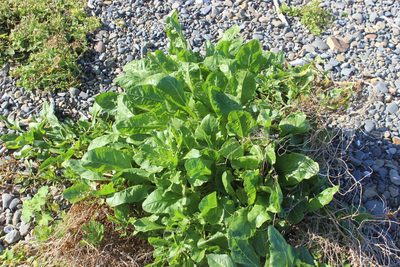 Beta vulgaris, photographed by Joe Dillon