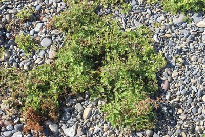 Rumex sagittatus, photographed by Joe Dillon