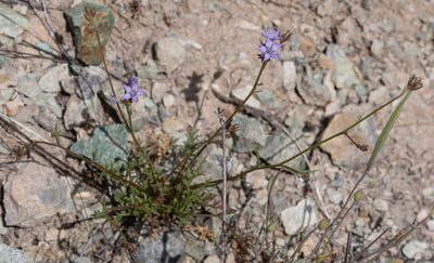 Gilia achilleifolia