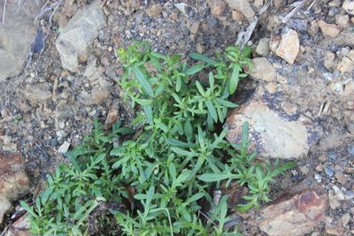 Senecio lautus, photographed by Joe Dillon
